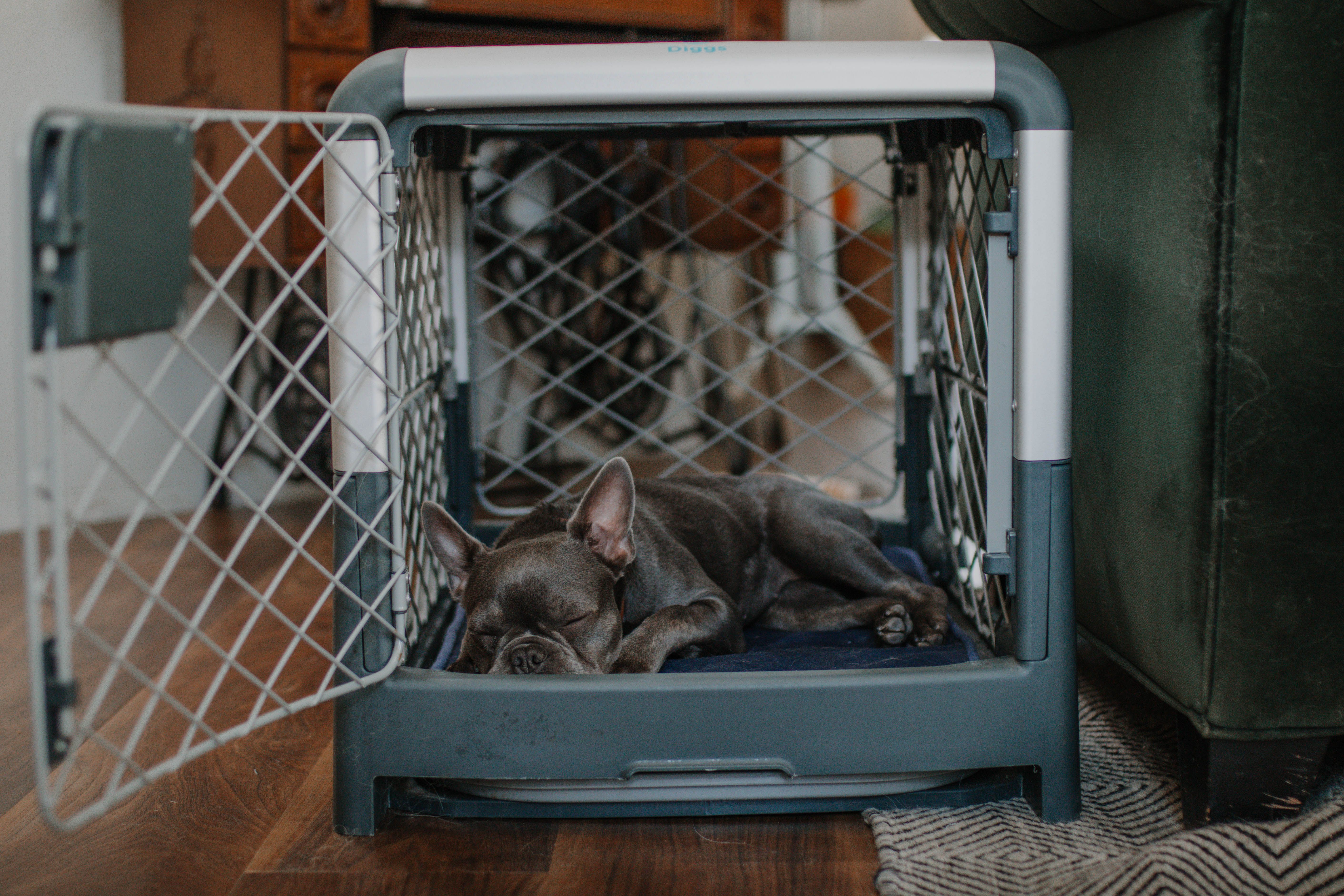 How to Kennel Train a Dog: Easy Steps for Quick Success