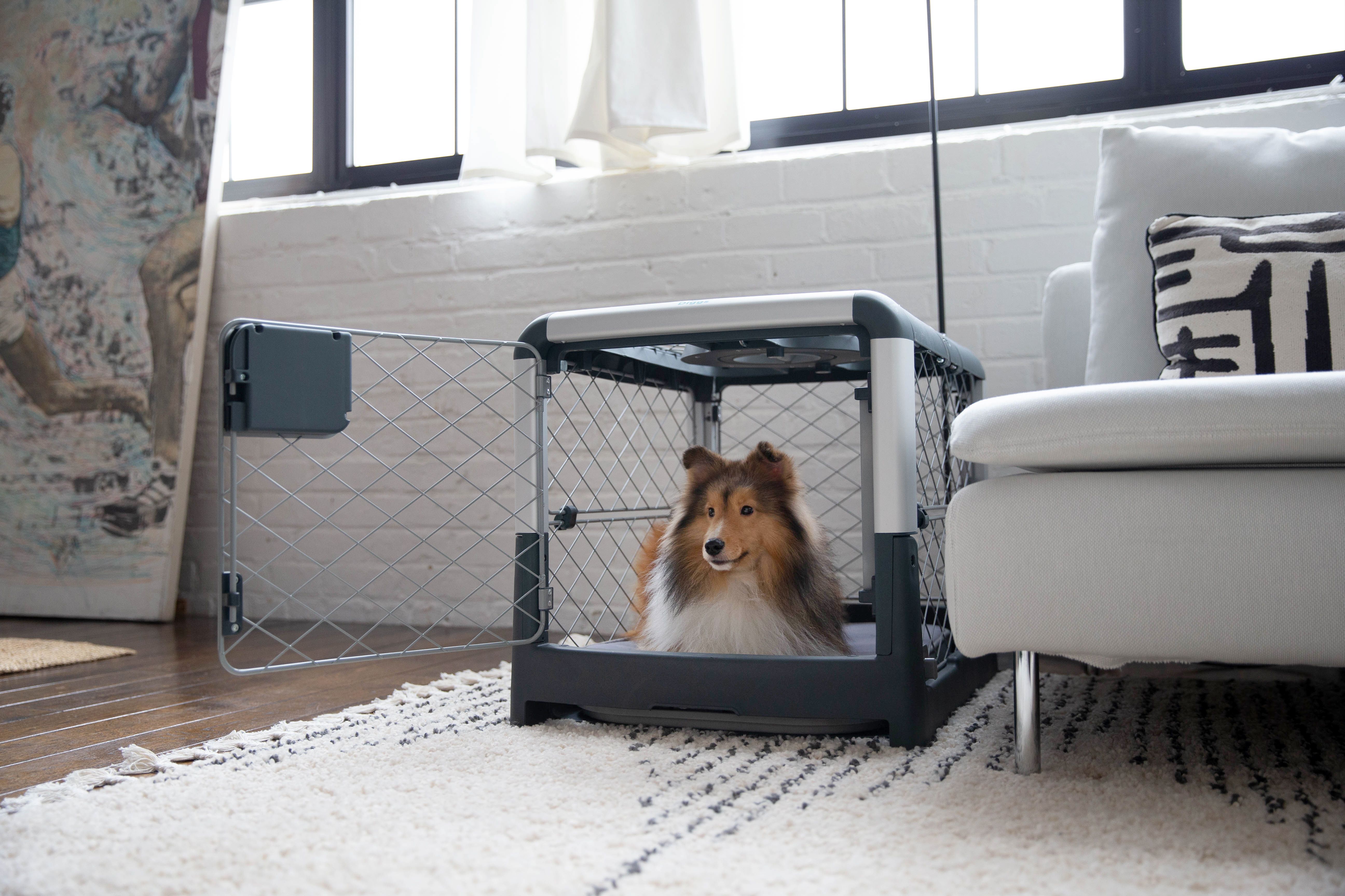 Can You Crate Train an Older Dog: Proven Tips for Success
