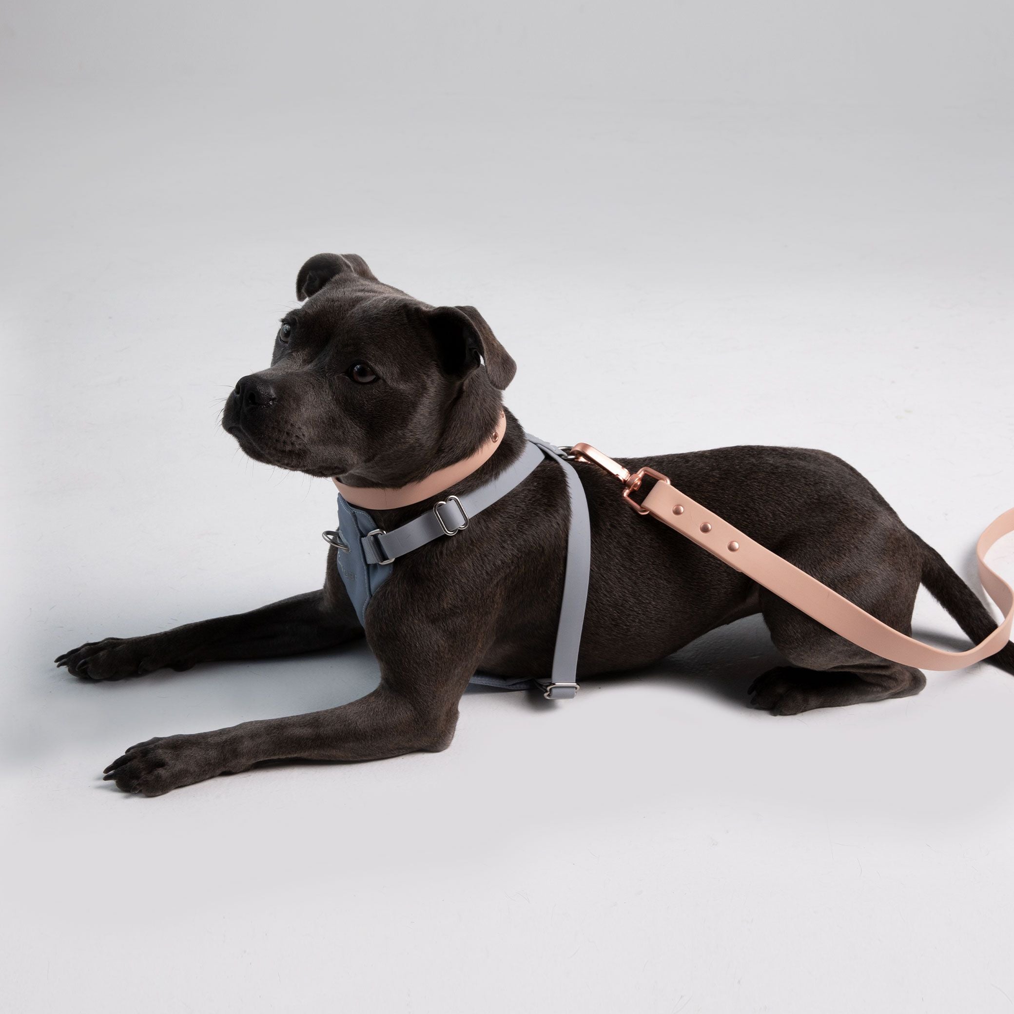 How to Leash Train an Adult Dog: Easy Steps for Lasting Success