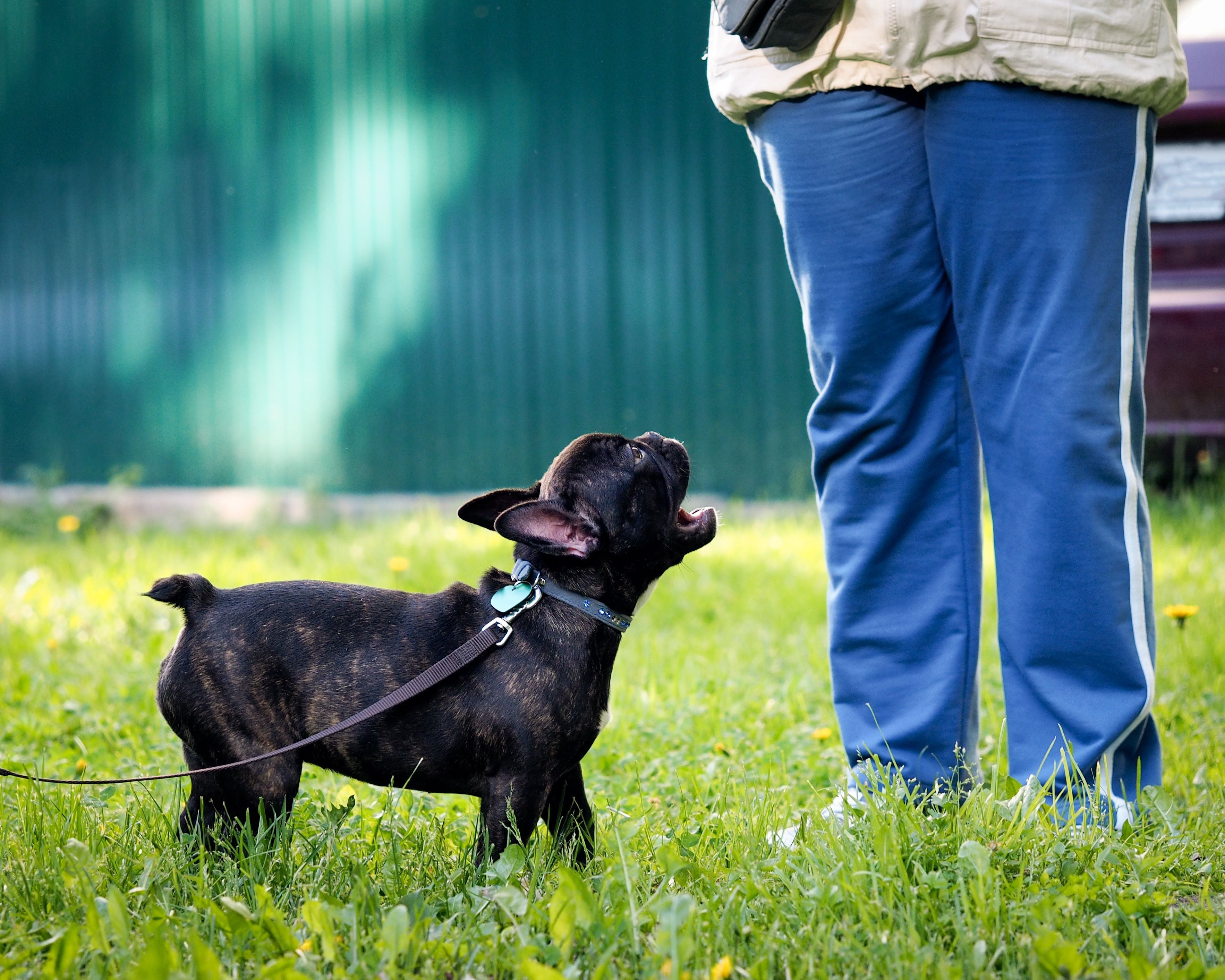 How to Train a Dog to Stop Barking at People: Effective Tips