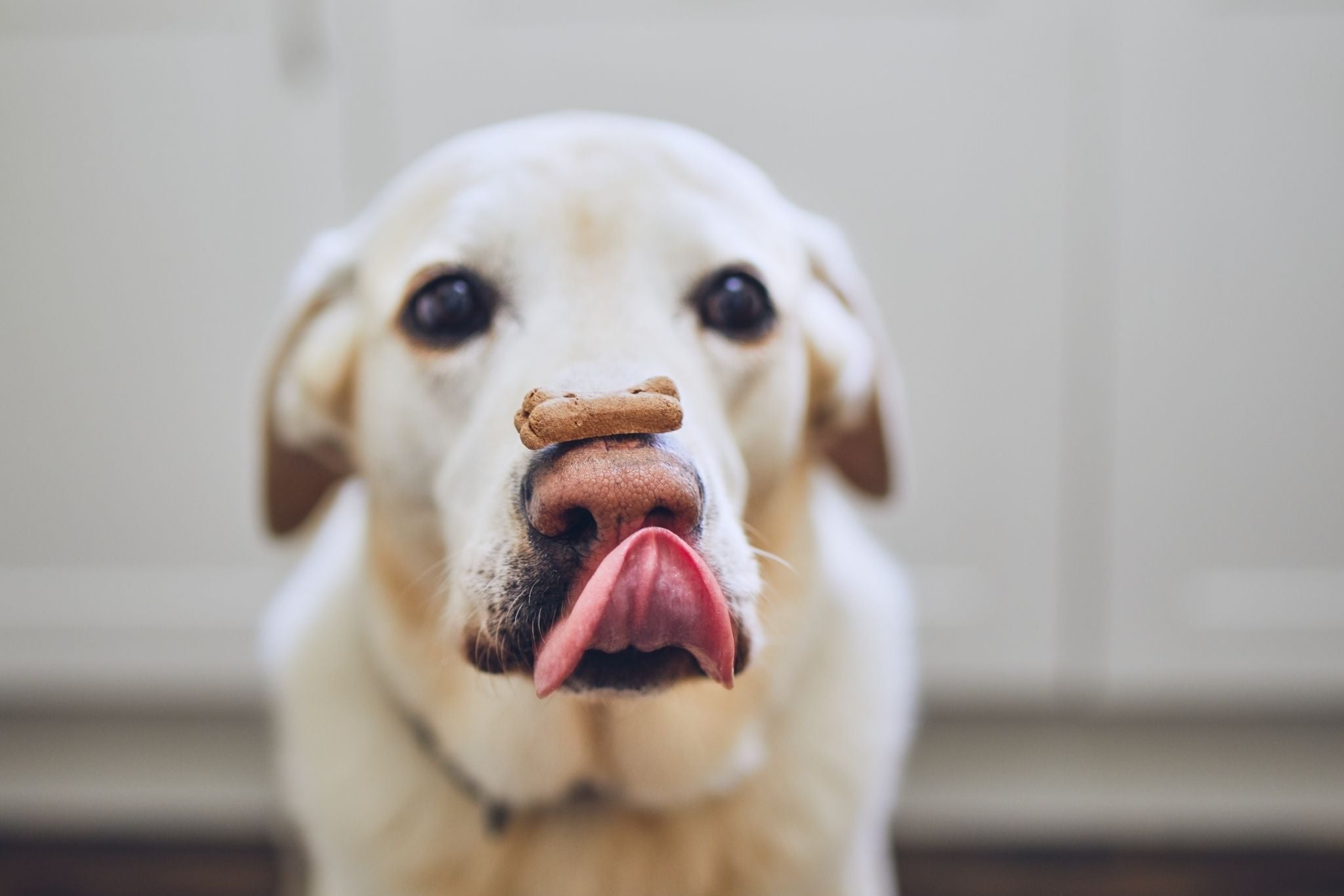 How to Train an Anxious Dog: Proven Tips to Calm Your Pup