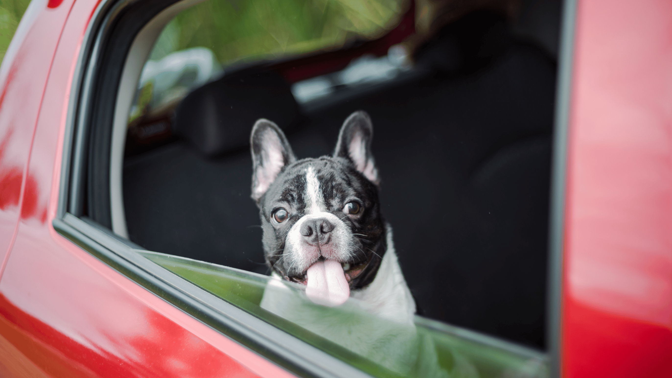 How to Calm My Dog in the Car: Proven Tips for Stress-Free Rides