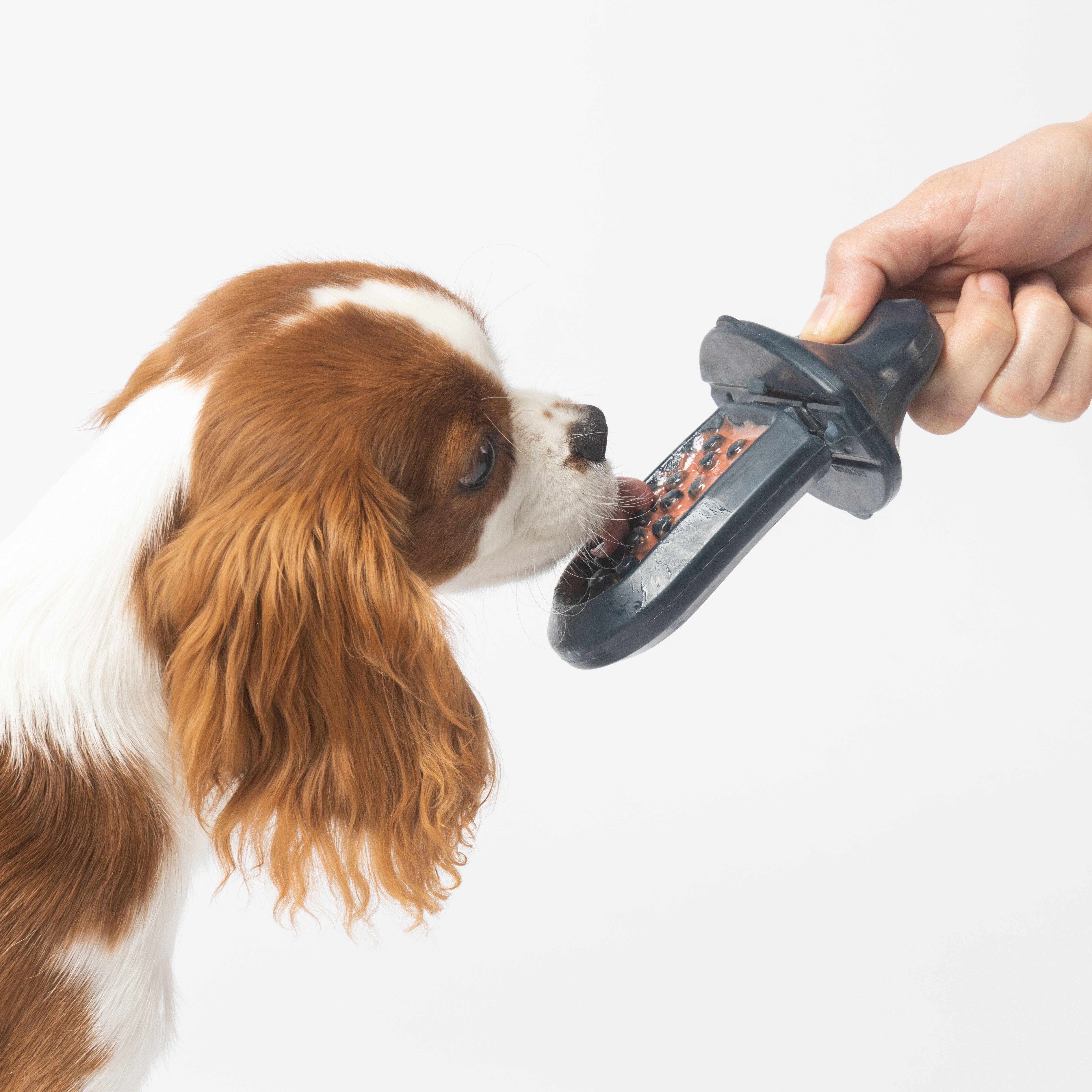 a brown and white dog licking a Navy groov that a person is holding
