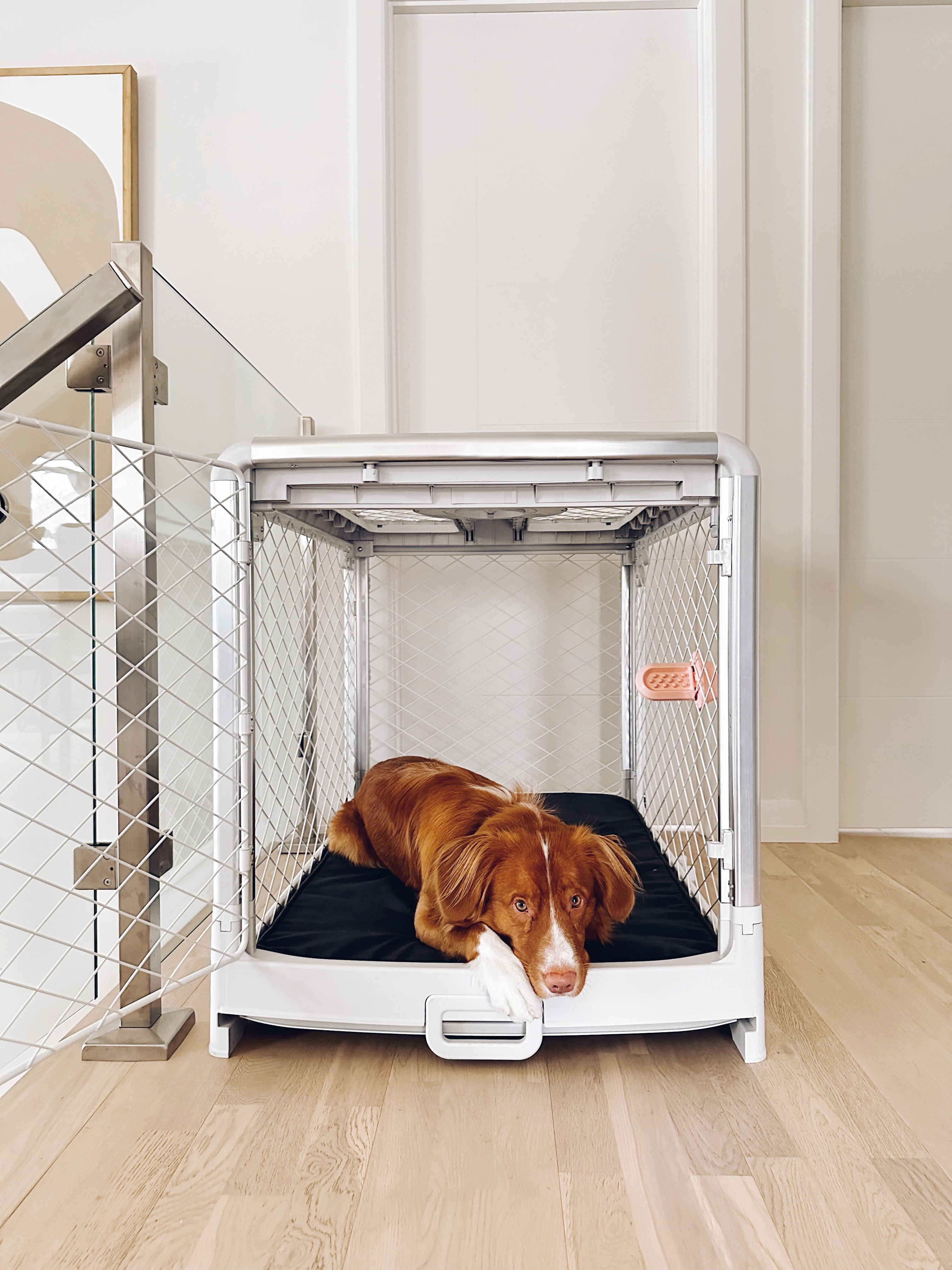 Dog laying in a Diggs Revol dog crate on a light wood floor with white walls in the background