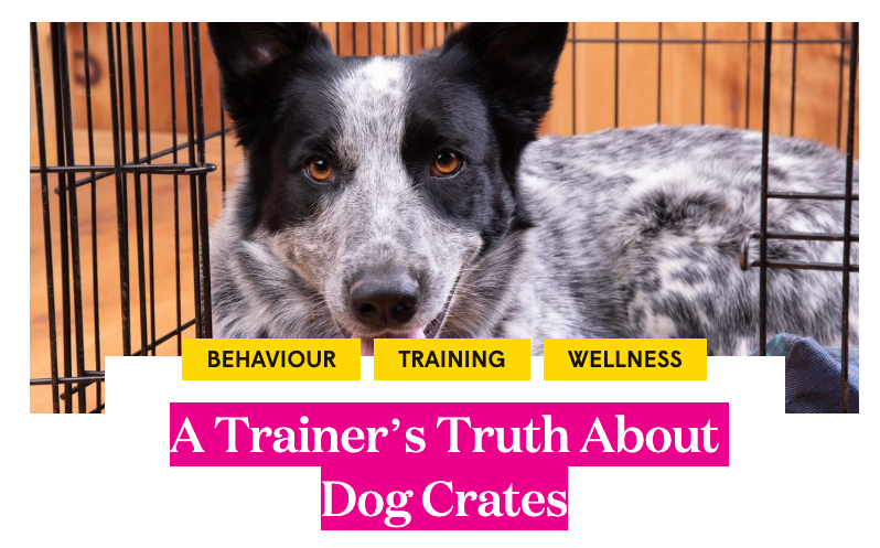 Dog inside a crate with text about behaviour, training, and wellness.