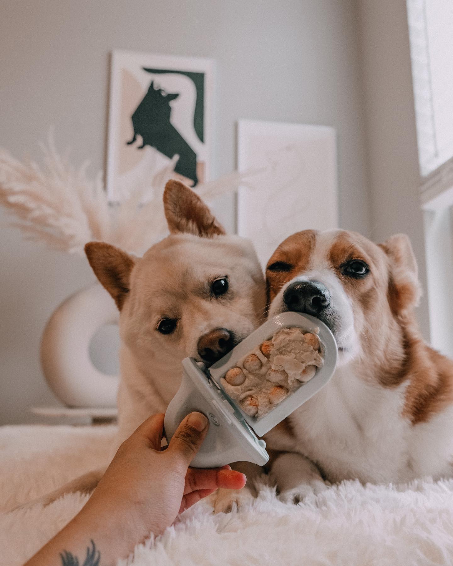 Two dogs licking a Diggs Groov training aid held by a person.