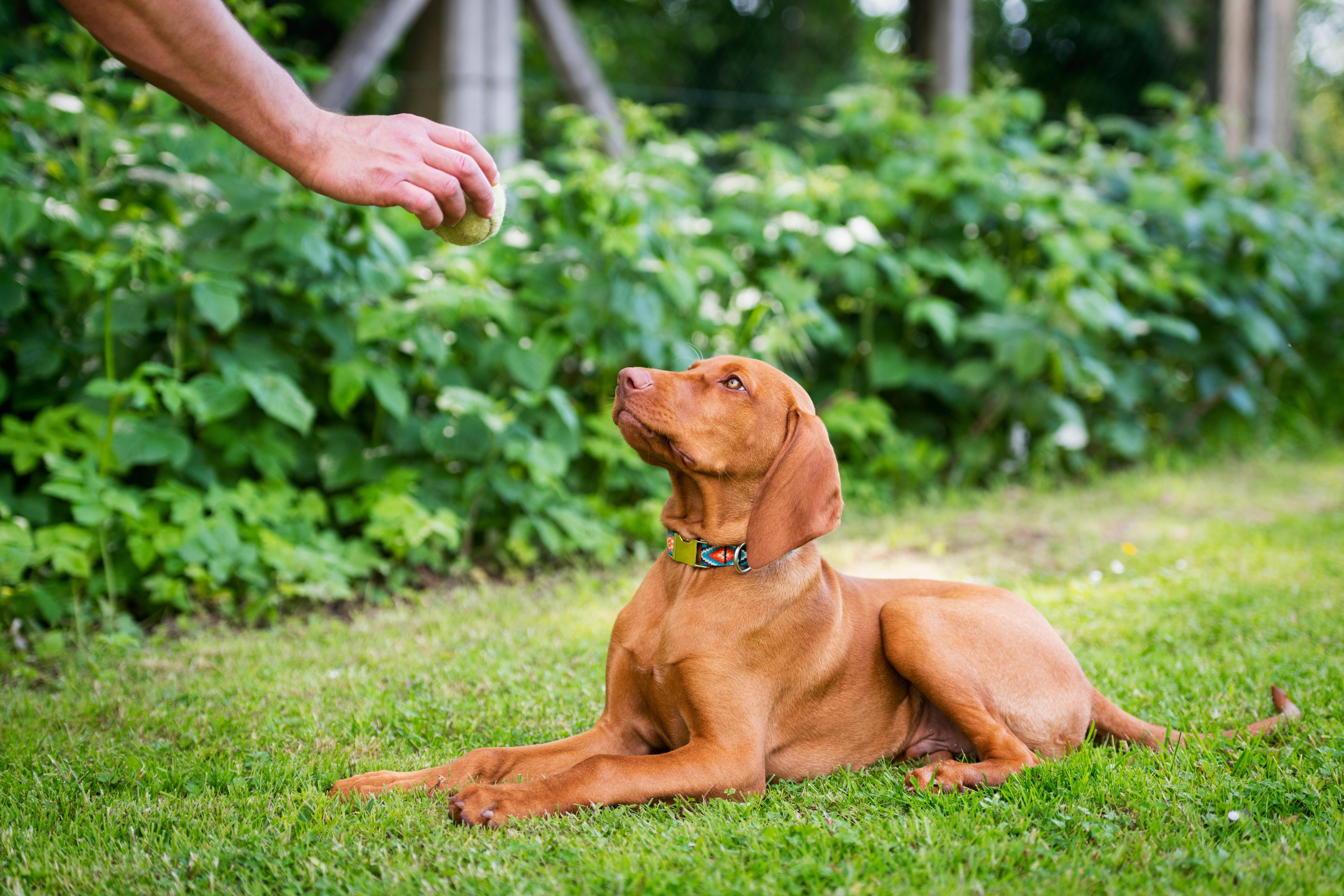 How to Train Your Dog to Lie Down: Simple Steps for Success