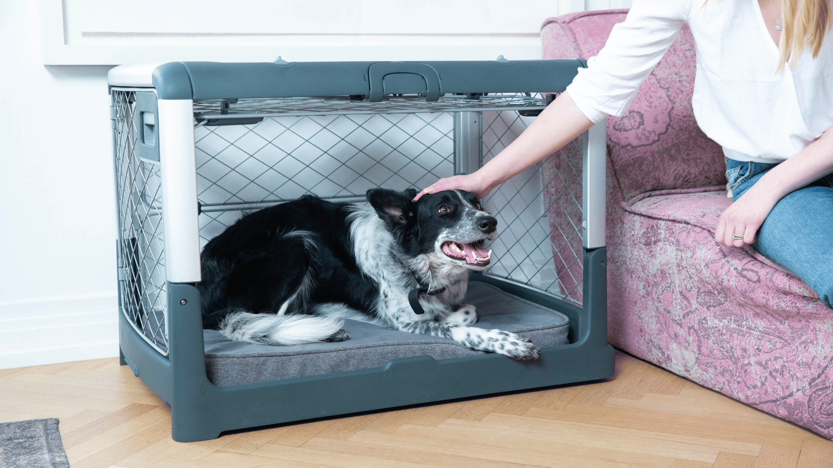 Dog Decompression: Why It’s Important
