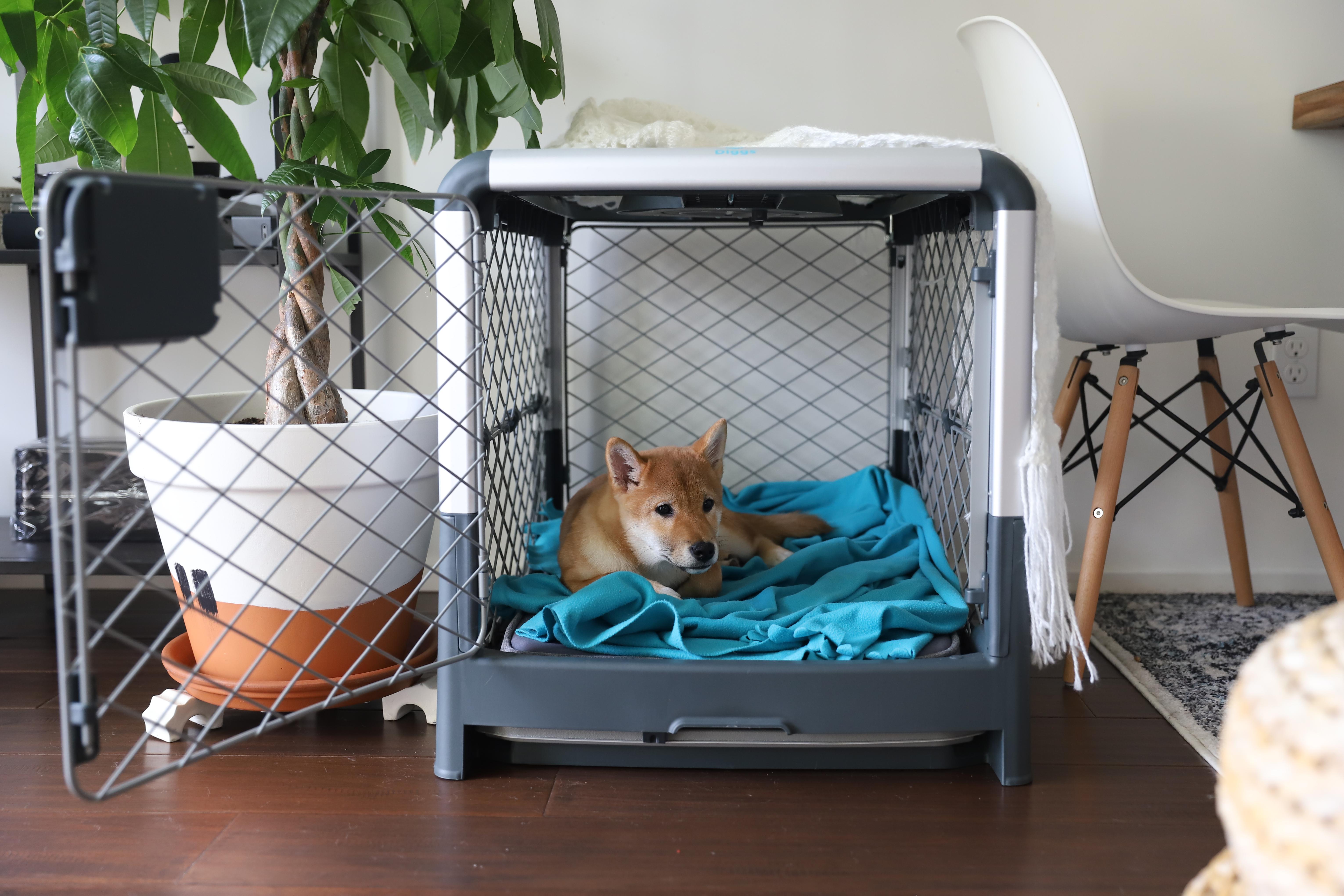 What Is Crate Training? Why Is It Important?