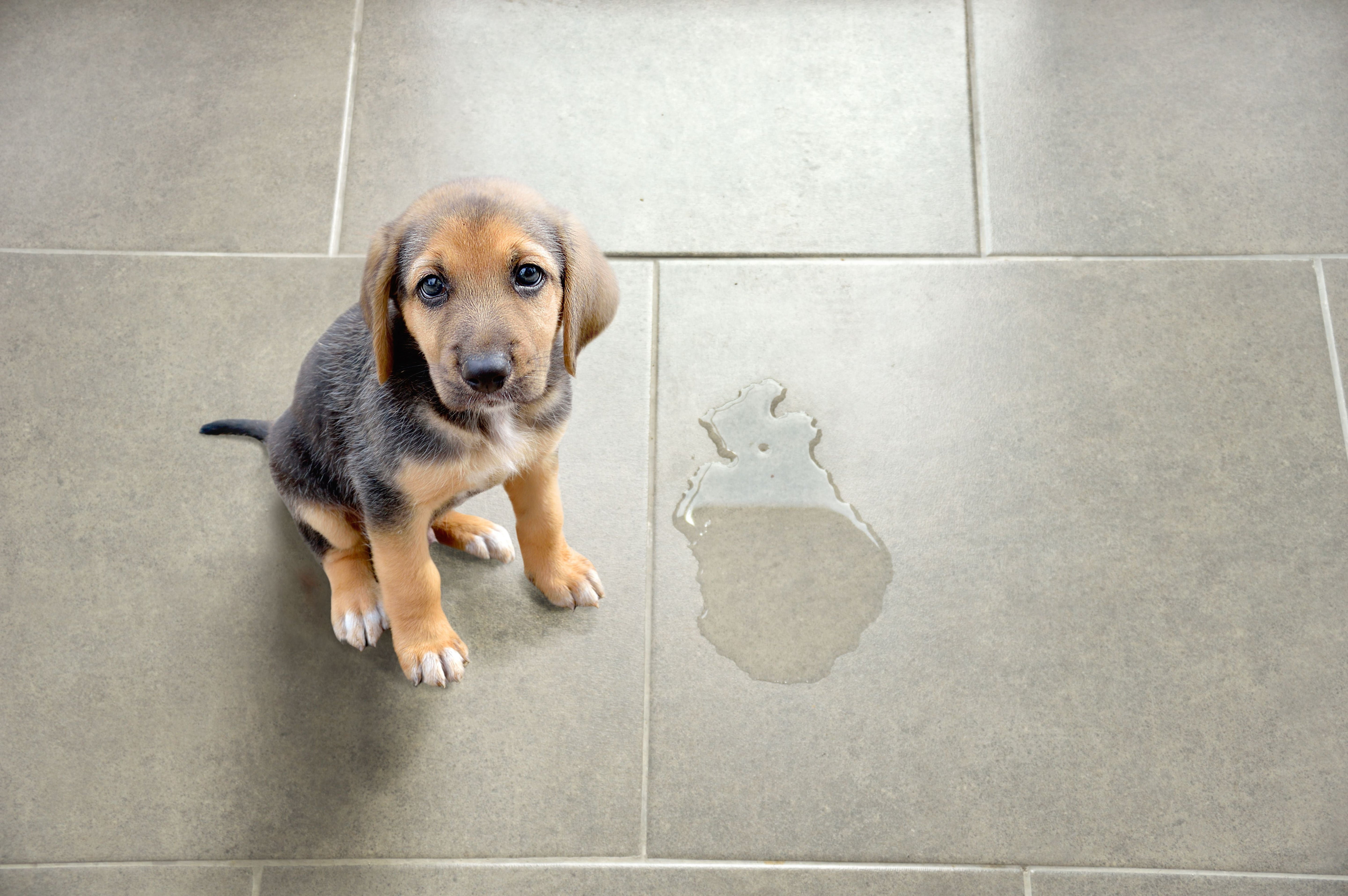 Dog Behavior Peeing in House: Top Solutions to Stop Indoor Accidents
