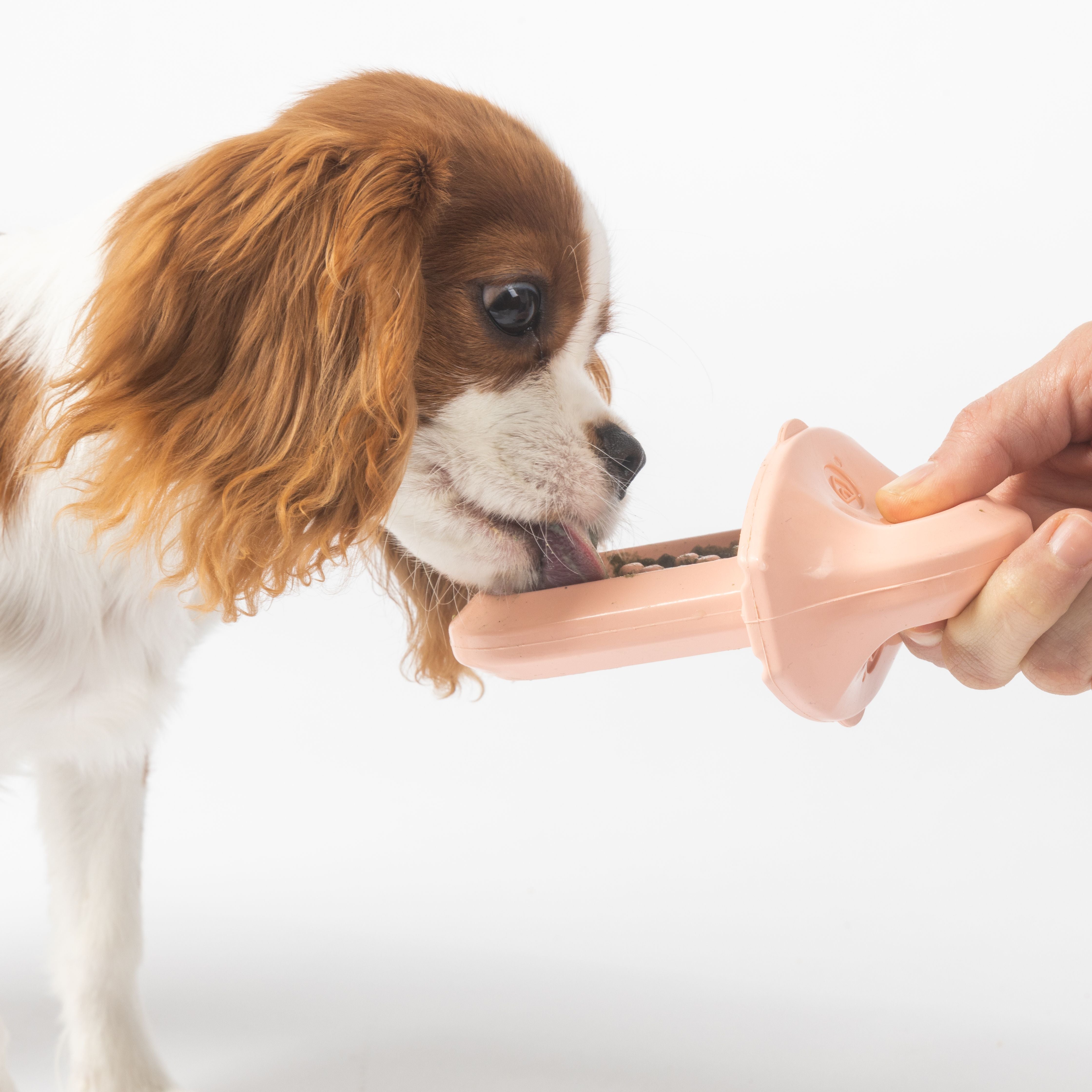 a small brown and white licking a Groov that a person is holding out