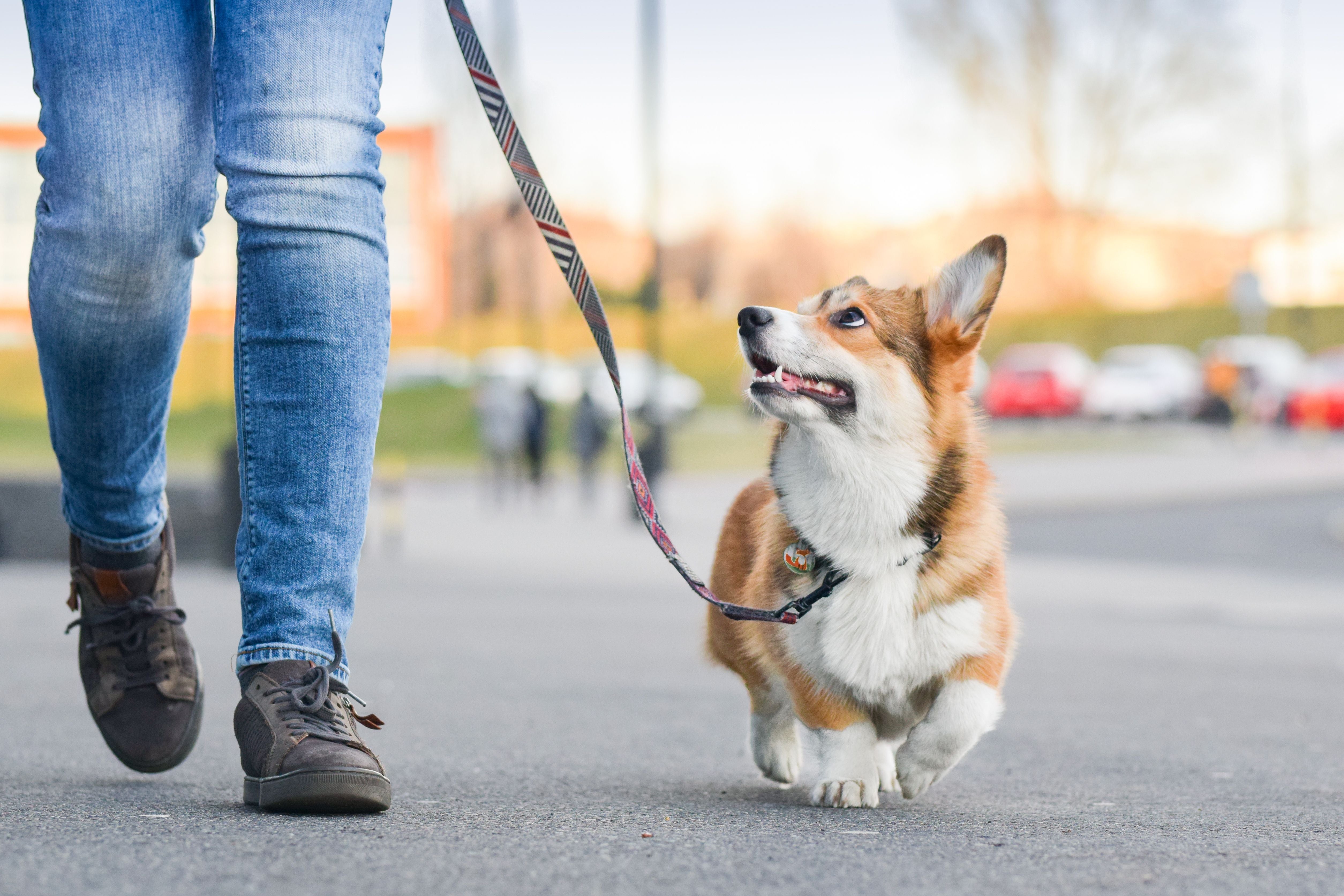 a person walking a dog on a leash
