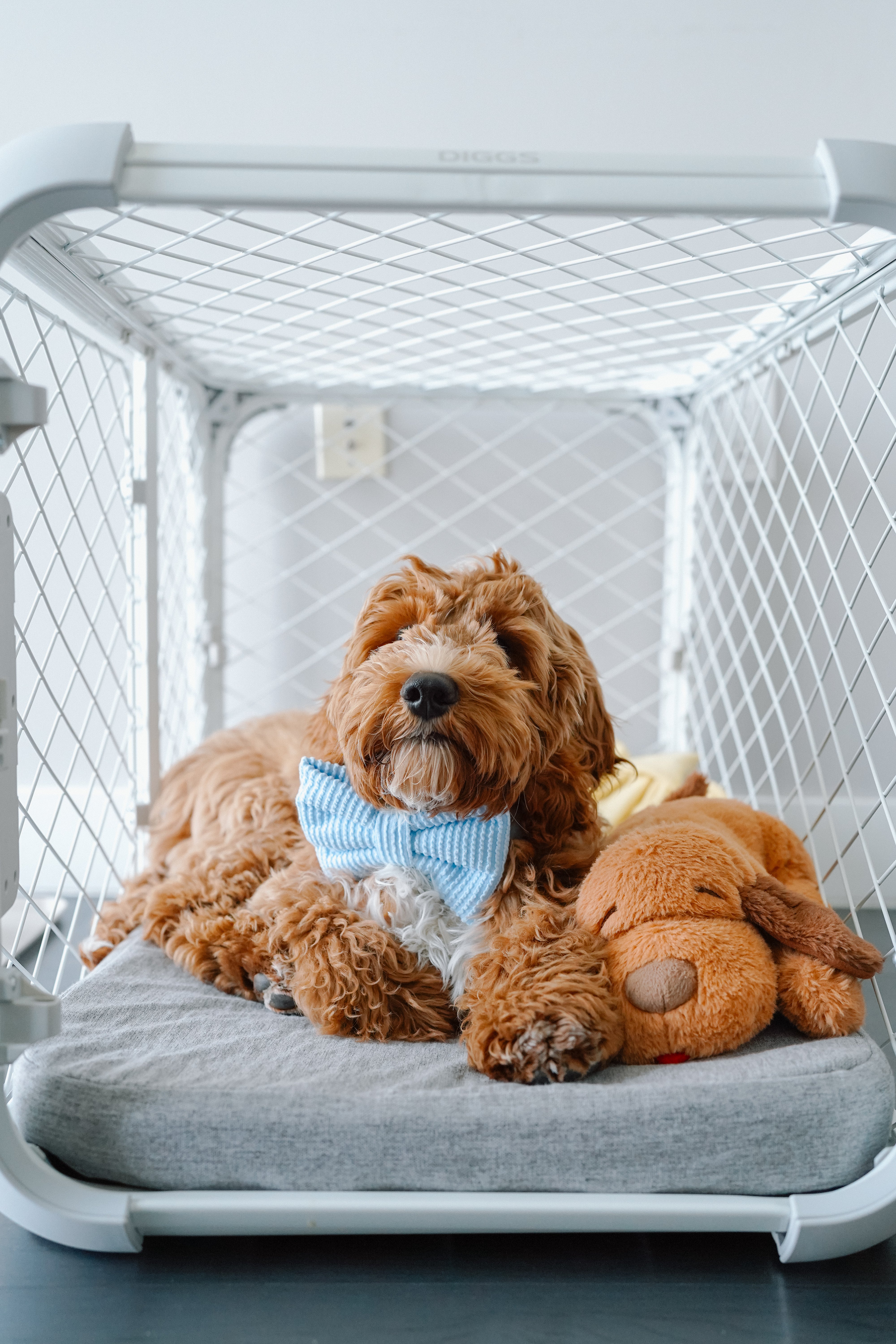 Dog in a pet crate with a toy and bow tie, sitting on a gray cushion.