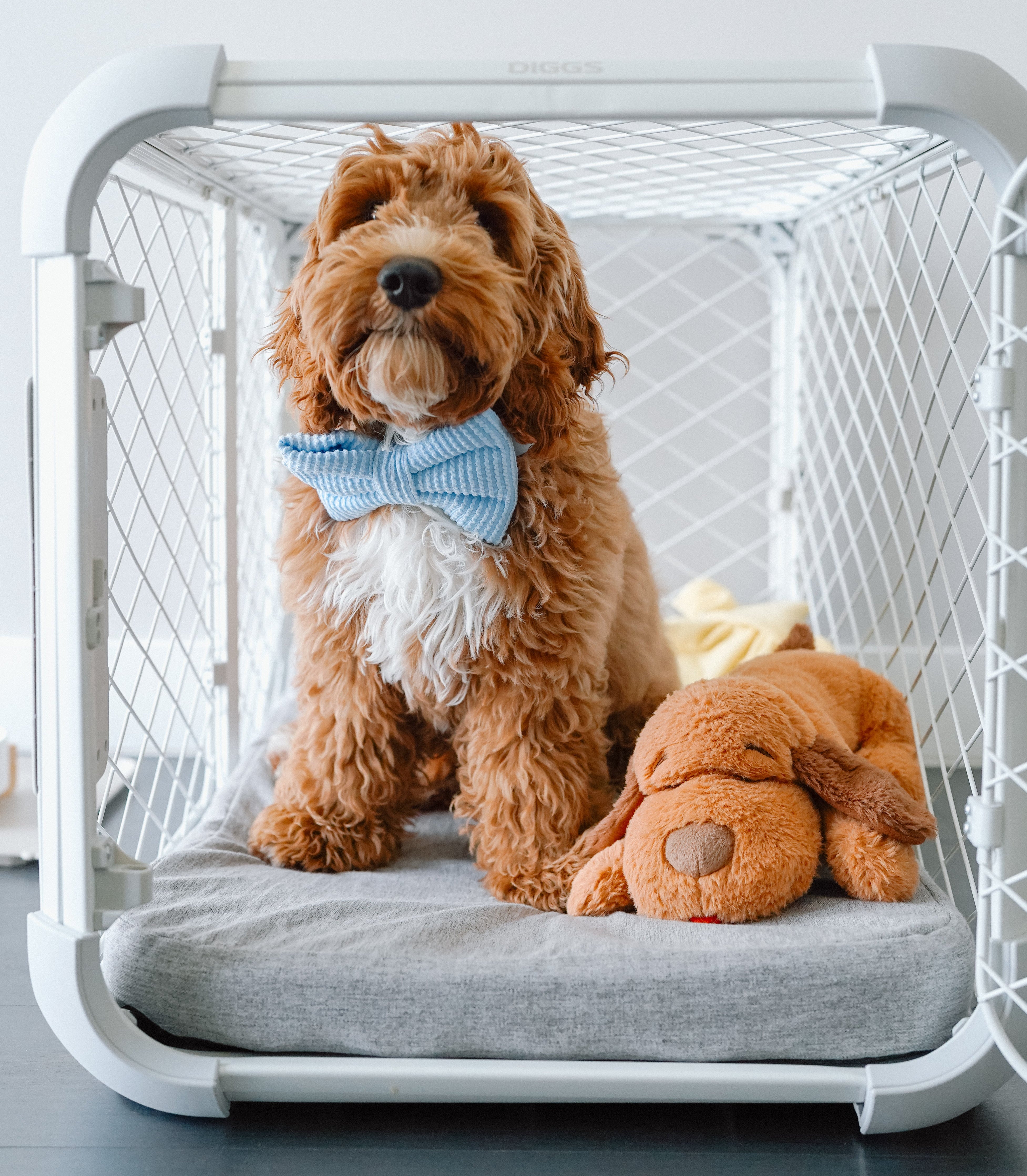 Dog sitting in a pet crate with a blue bow tie and plush toy on a light gray floor.