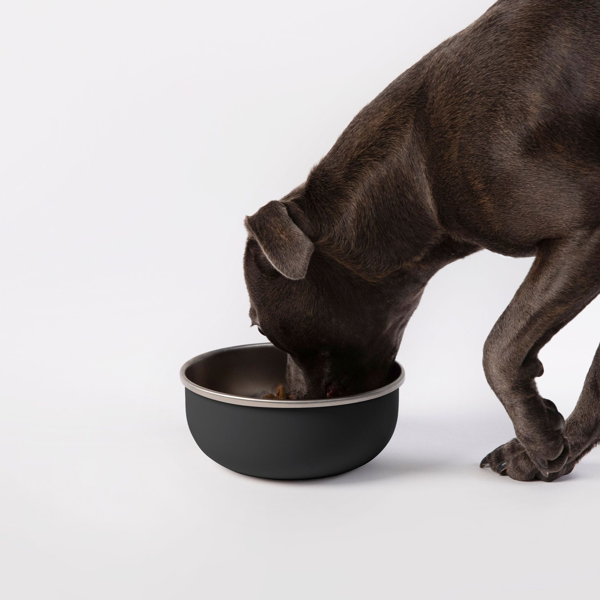 a brown dog eating out of a black bowl
