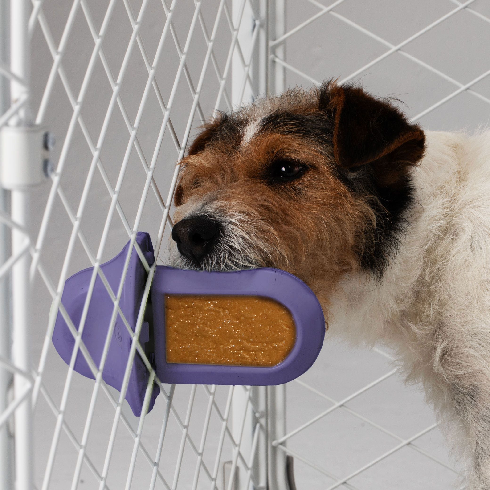 A dog licking a purple Groov Training Aid attached to a white dog crate