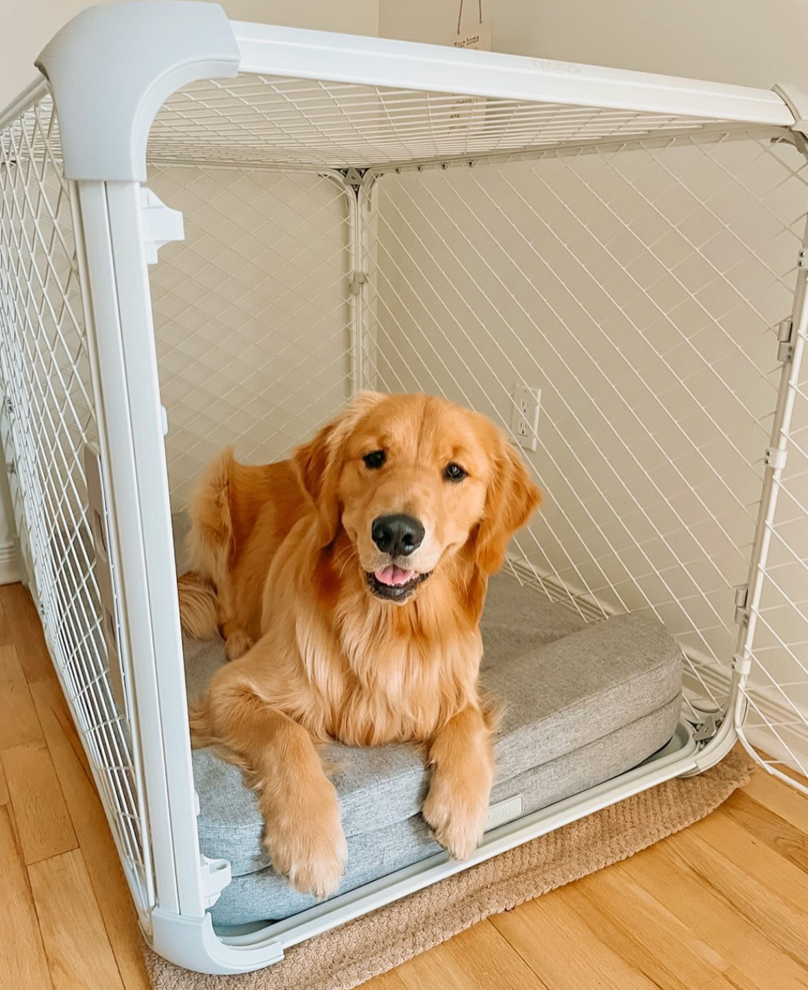 Golden retriever in a large Evolv dog crate with Bolstr bed