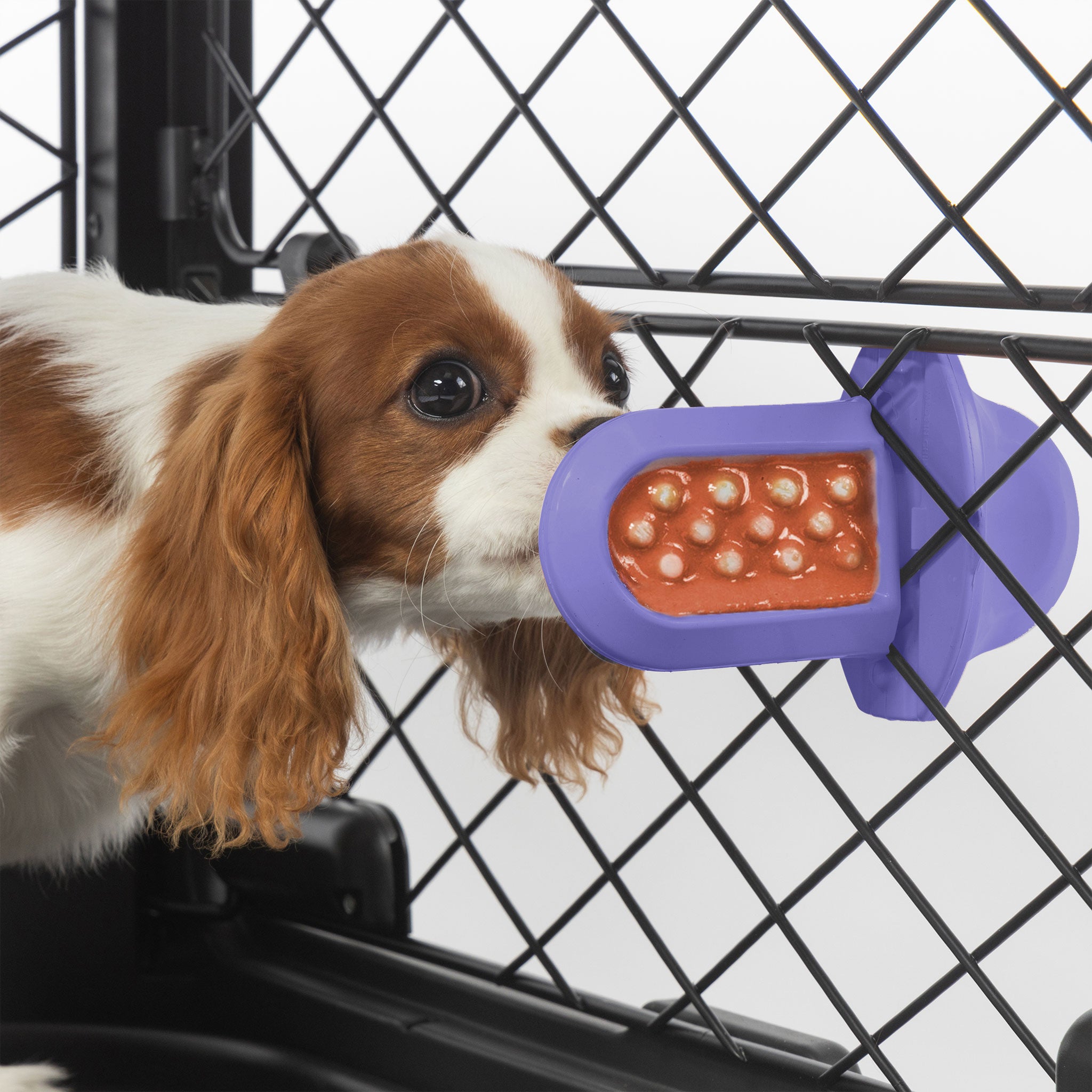 A dog licking a Lavender Groov Training Aid attached to a black dog crate