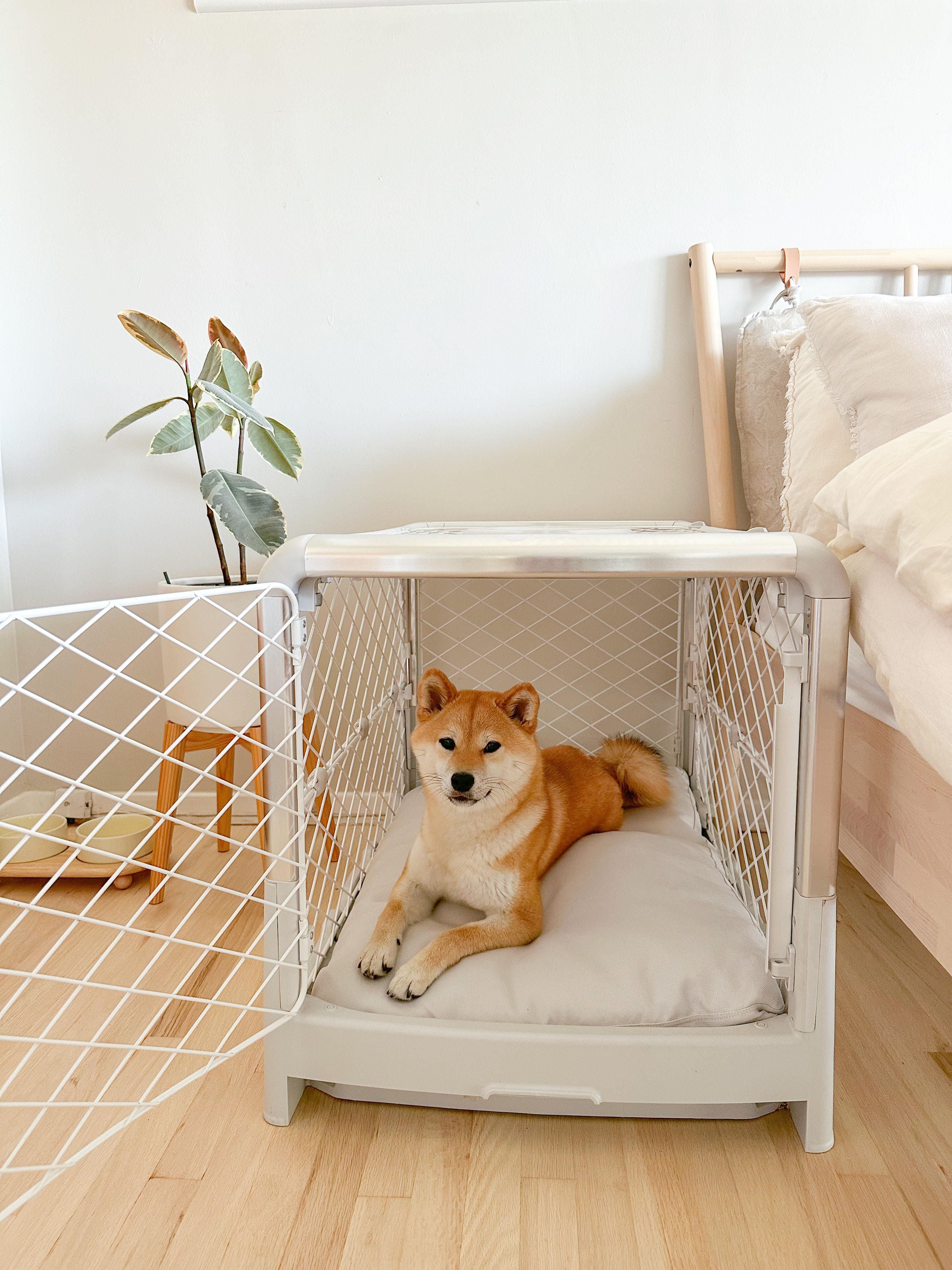 Shiba in a white Revol crate next to a modern bed