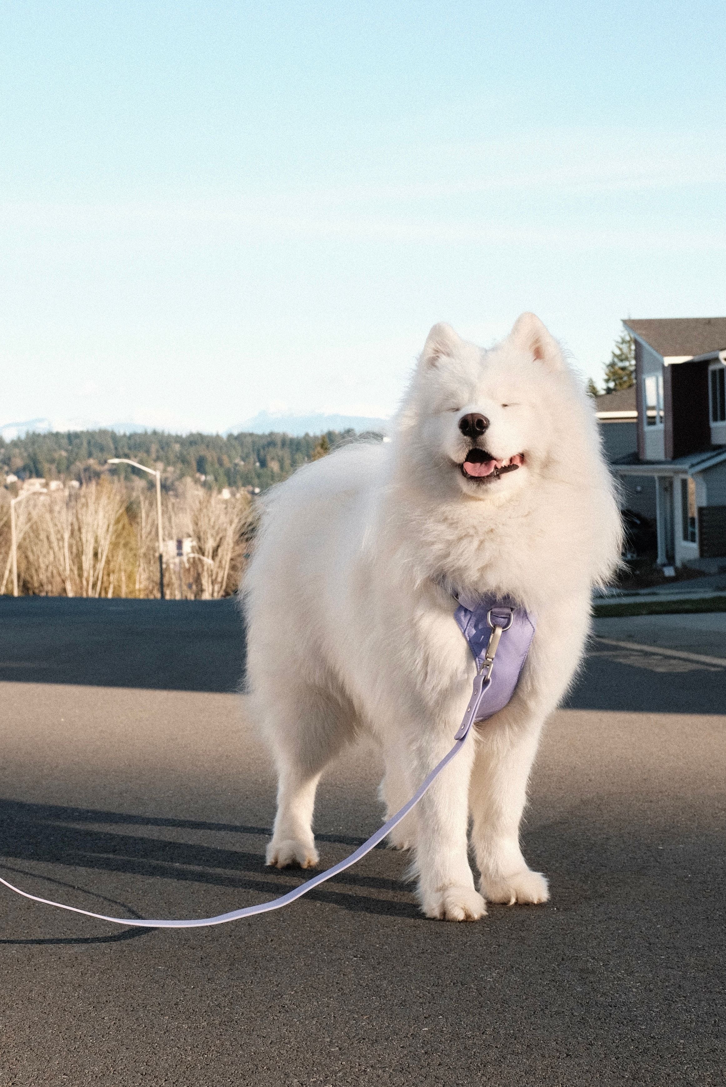 A white dog with a purple leash on a street