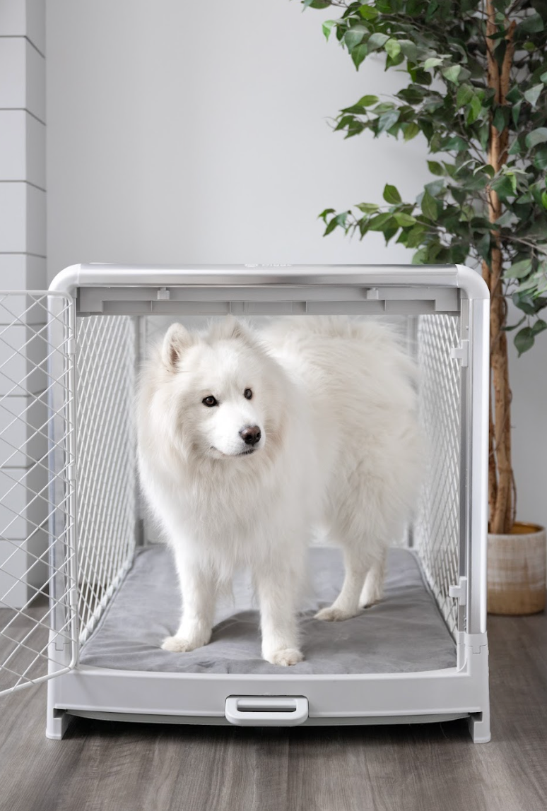 White samoyed dog inside a Diggs Revol dog crate with a gray Diggs Snooz crate pad on a wooden floor.