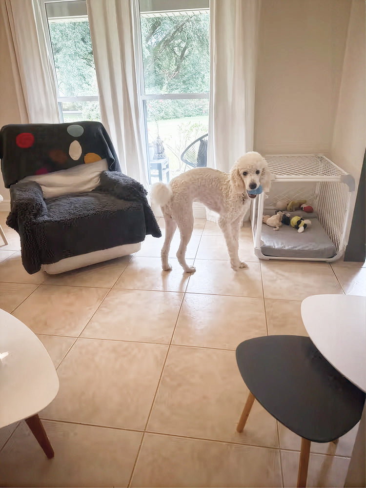A white poodle stands in a tiled living room near a window, next to a black armchair with a colorful cushion and a white pet crate.