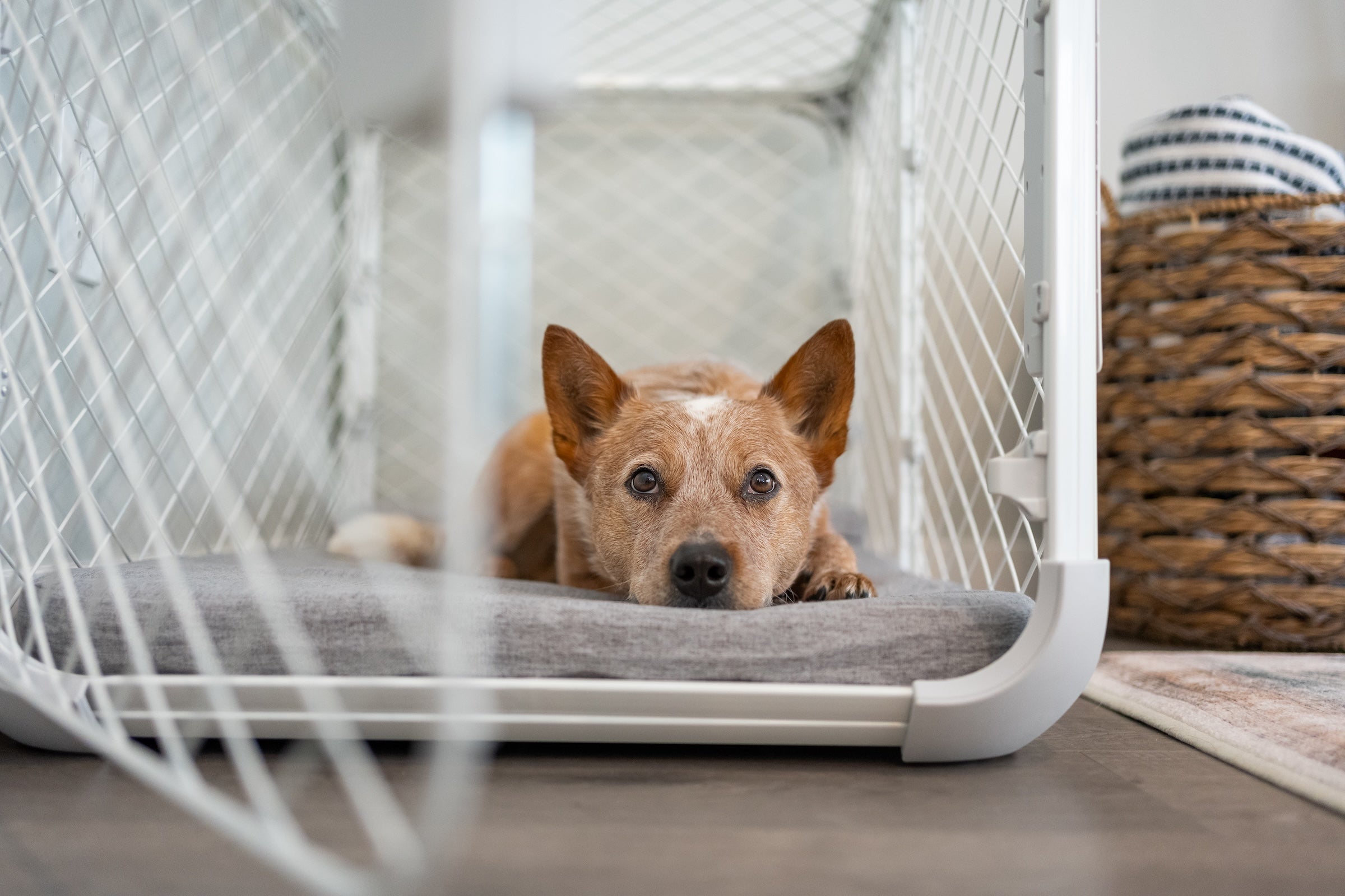 A dog laying on a Diggs Bolstr crate pad inside a Diggs Evolv crate