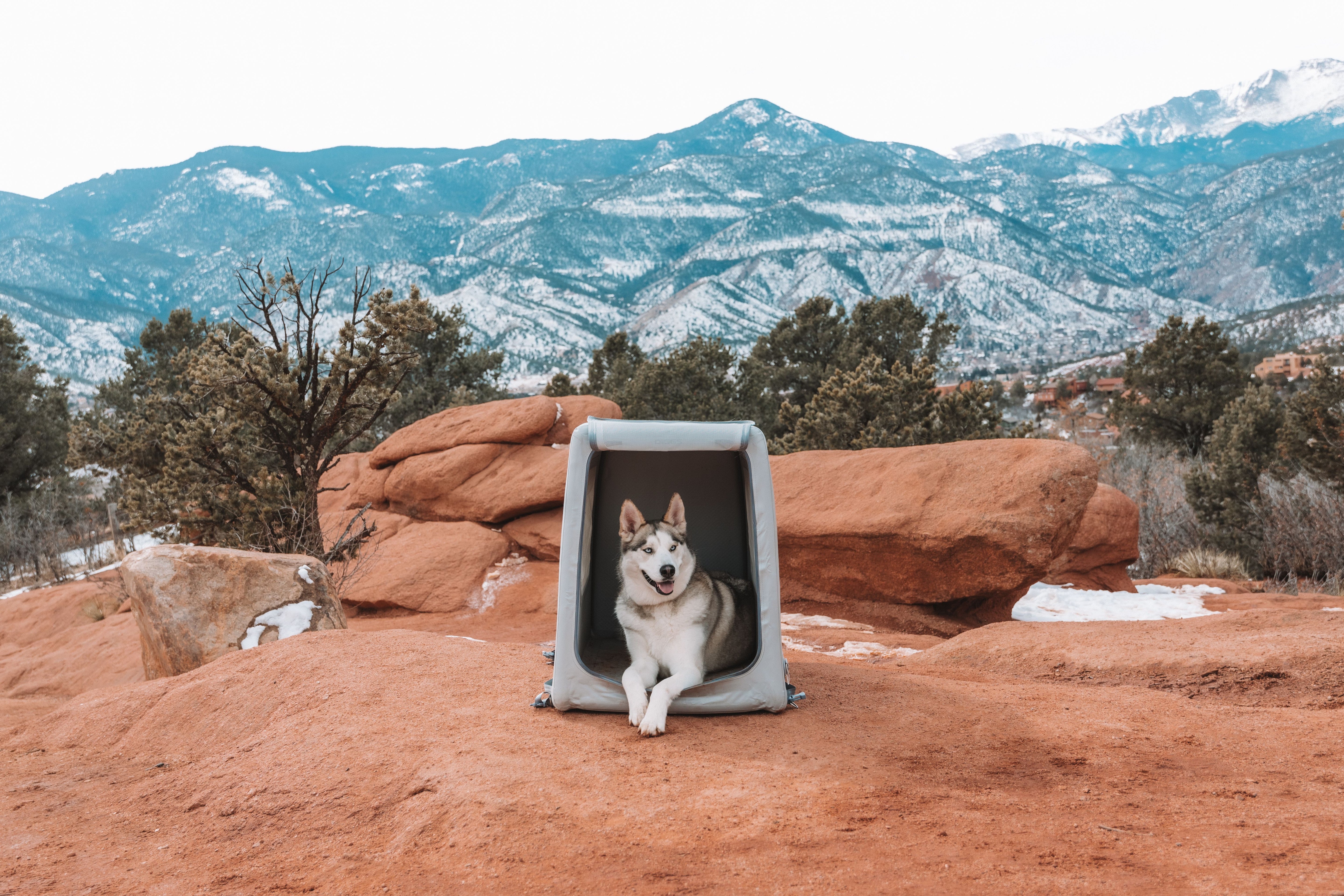 a dog sitting in an Enventur in the trunk of a SUV in the mountains