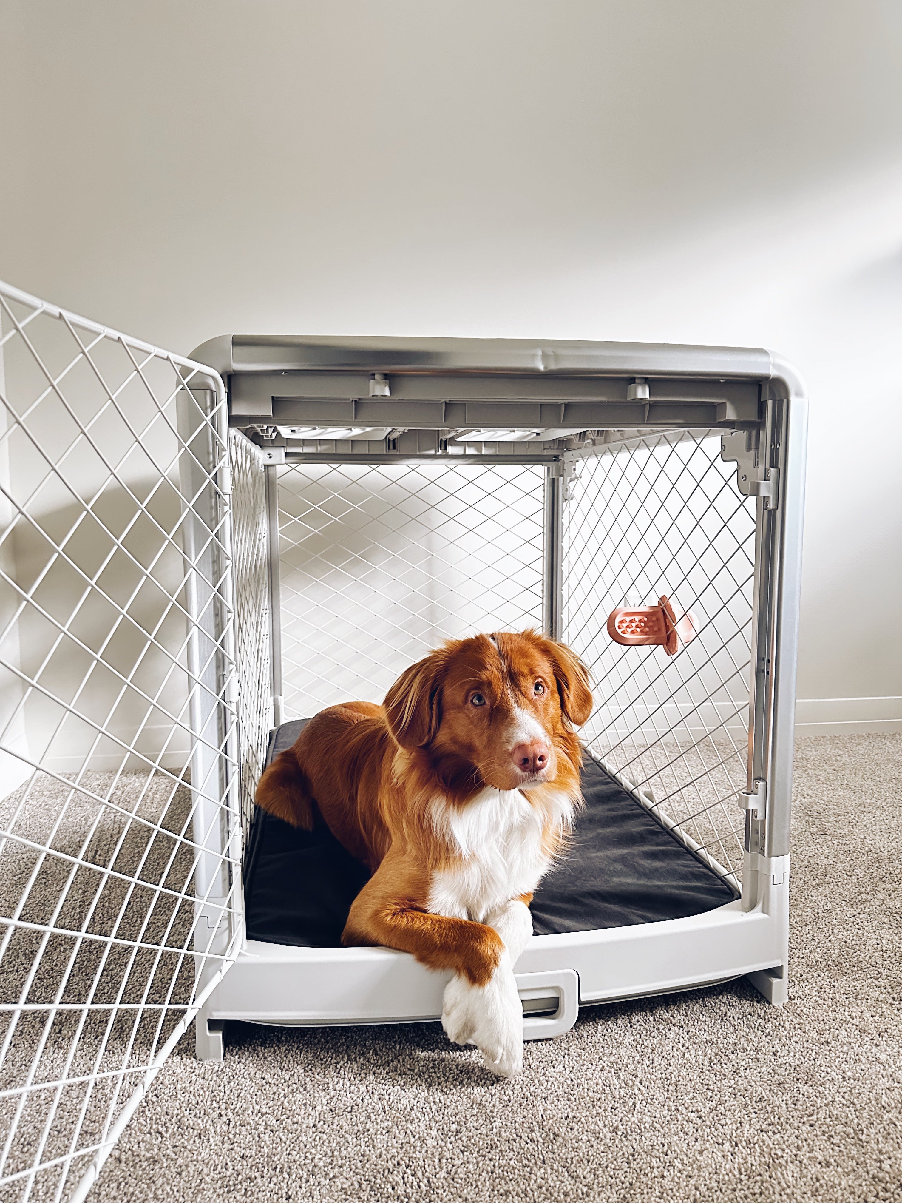 Snooz - Premium Dog Crate Pad | Diggs