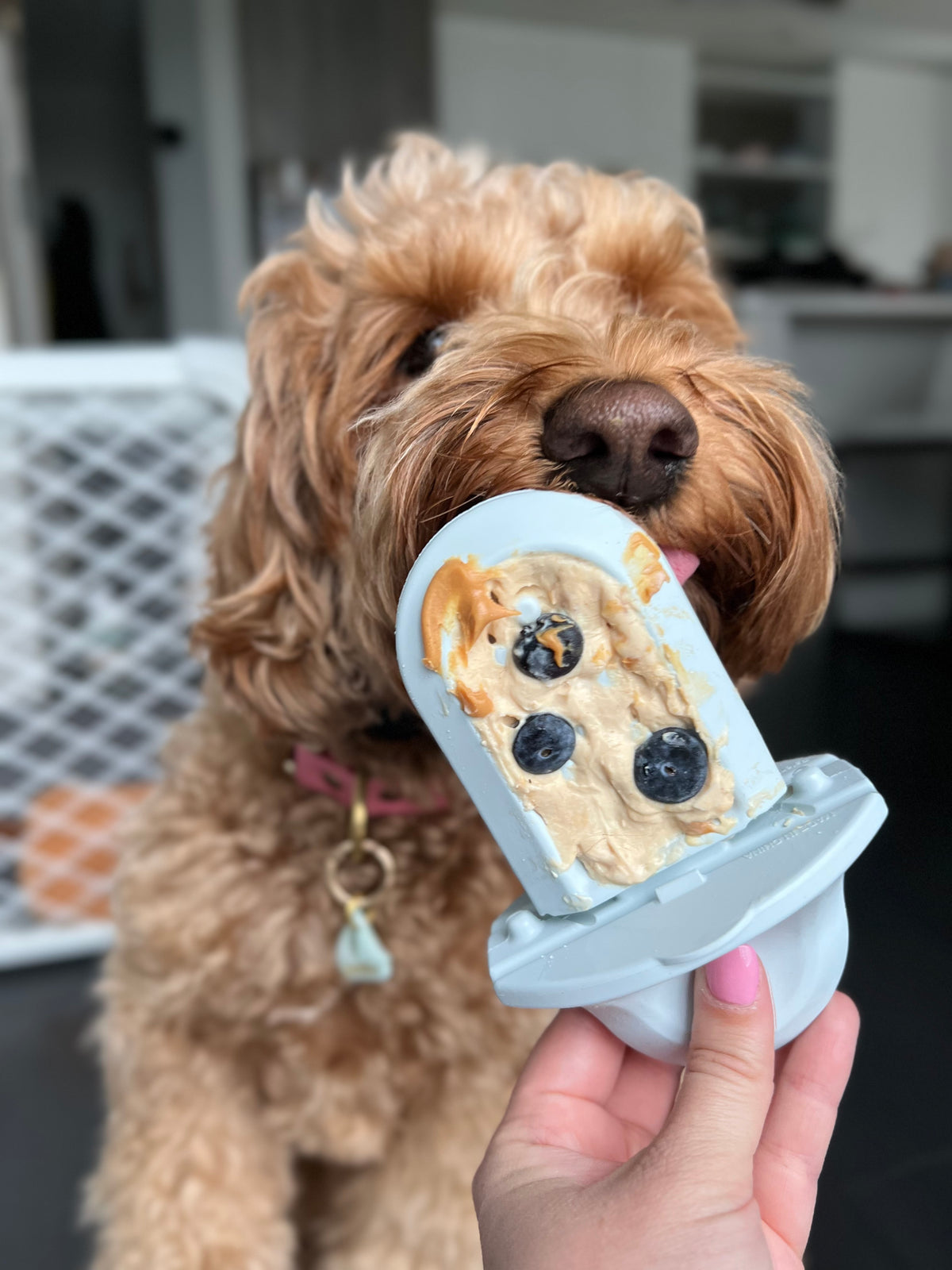 Labradoodle puppy licking a Diggs Groov training aid