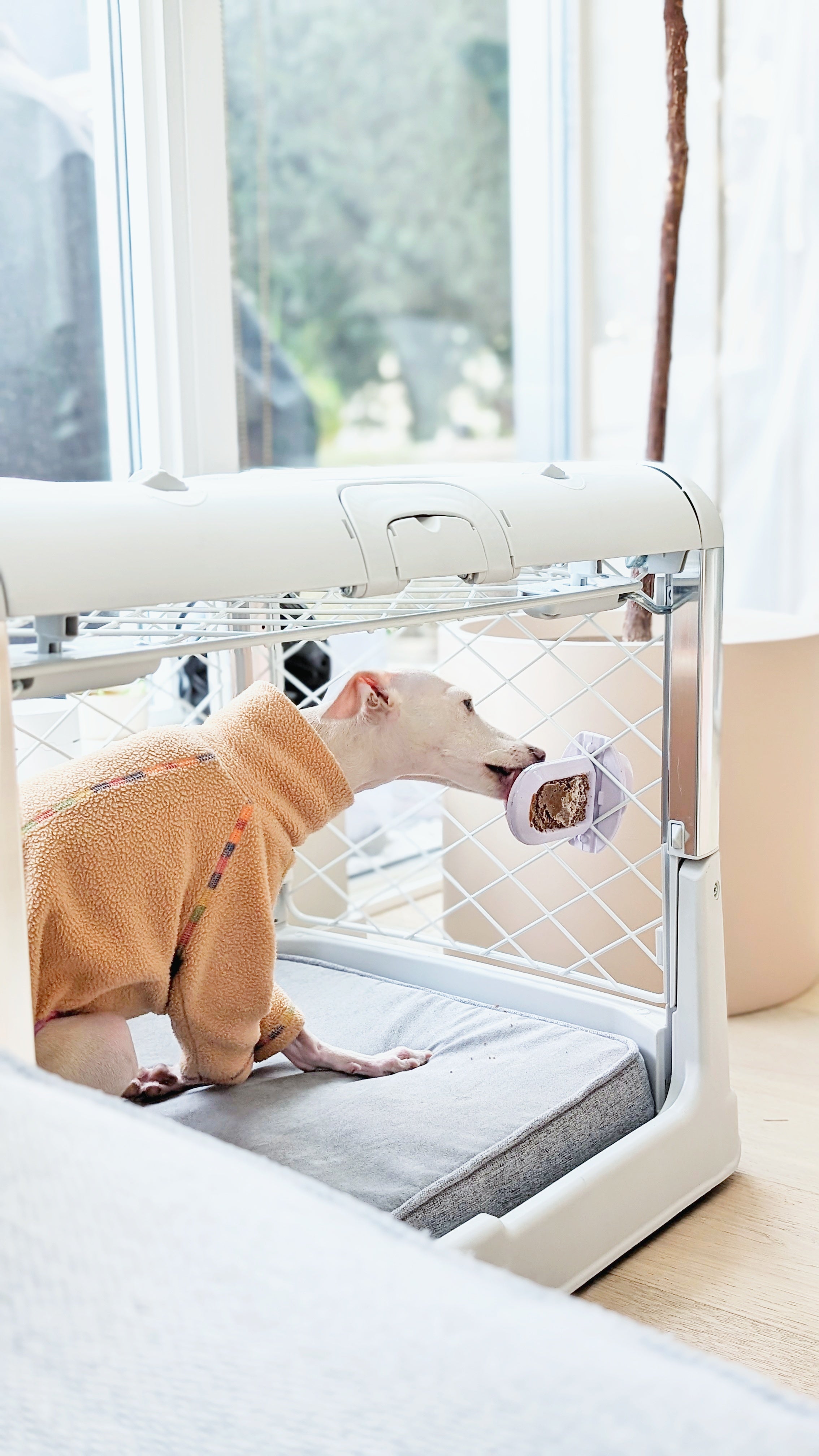 Groov - Dog Training Aid | Diggs®