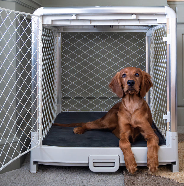 Dog lying on a pet crate with a gray patterned wall in the background