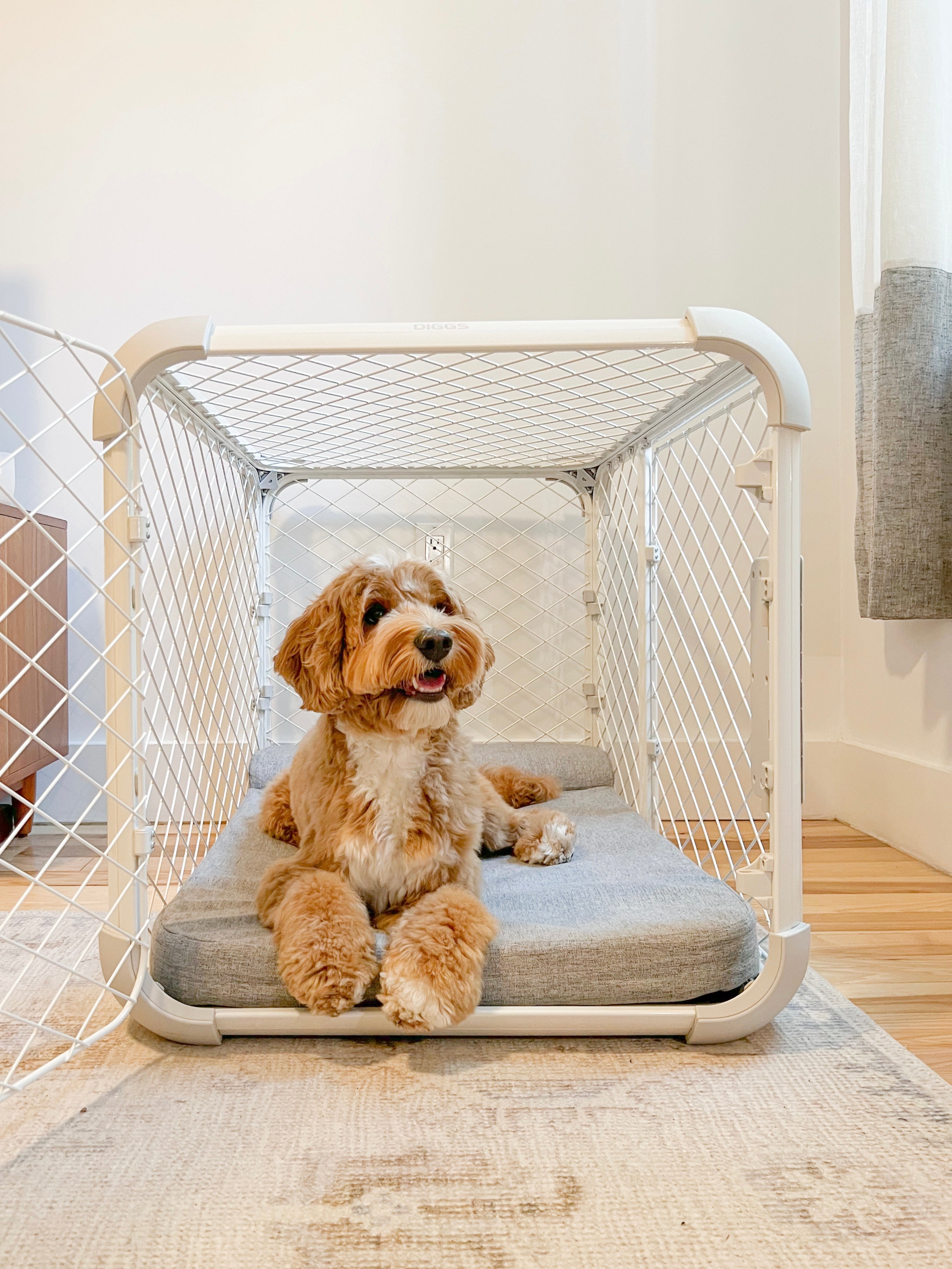 Dog sitting on a modern pet bed in an Evolv crate in a room.
