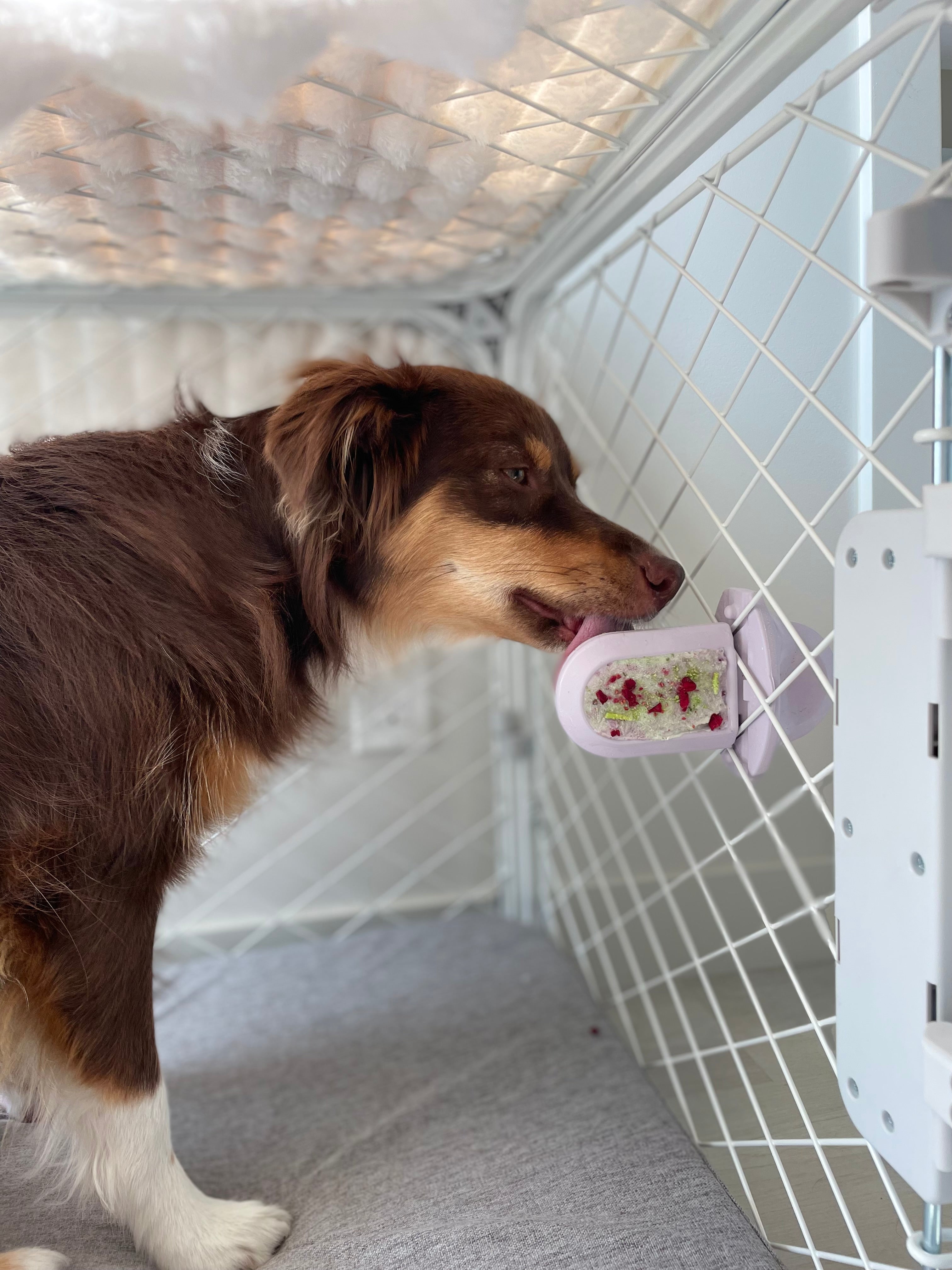 Dog licking a Diggs Groov Training Aid inside of a Diggs Evolv Dog Crate
